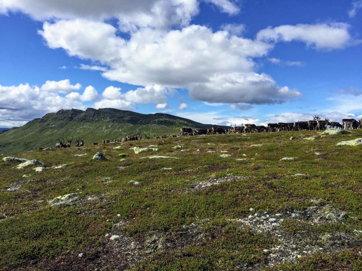 Luxurious, Well-equipped And Modern By The Cross-country Trails Holiday home Eggedal